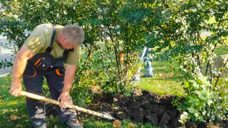 Situație tensionată la Spațiile Verzi: Peste 25 de angajați, concediați
