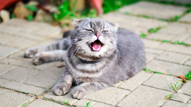 De ce strănută pisicile și când trebuie să mergi la veterinar
