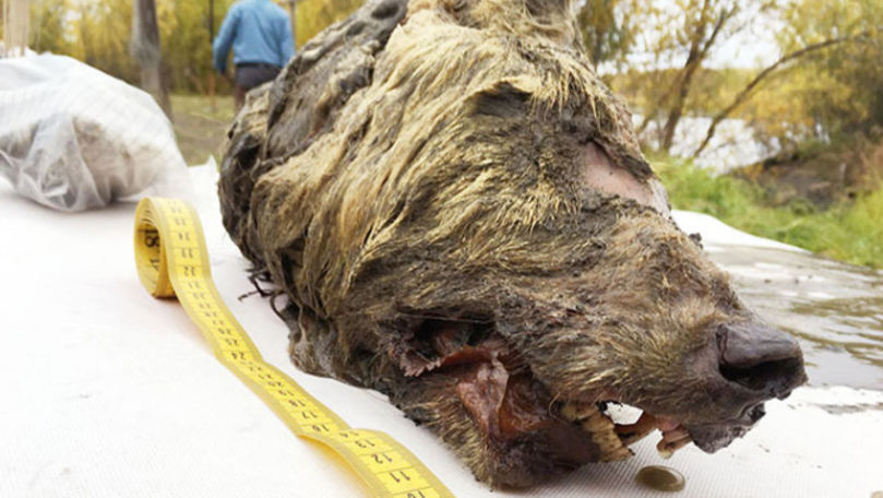 Capul unui lup uriaș, vechi de 40.000 de ani, descoperit intact
