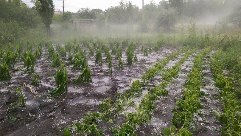 Prăpăd în urma ploilor cu grindină: Zeci de hectare de culturi, distruse