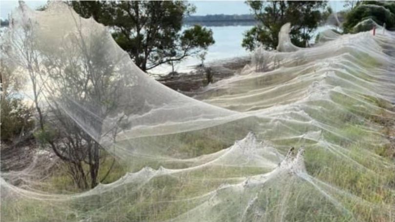 Invazie de pânze de păianjen în Australia: Explicația specialiștilor