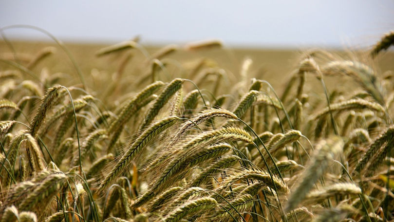 A început recolta: Preţurile la cereale îngrozesc agricultorii