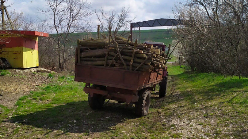 Tăieri ilicite la Drochia. Peste 1.000 de arbori au fost defrișați