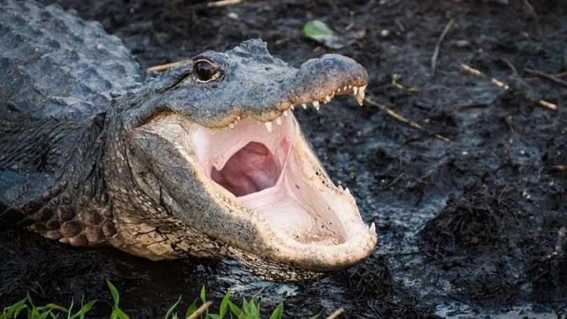 SUA: Un aligator a ajuns la o fermă în urma ploilor torenţiale