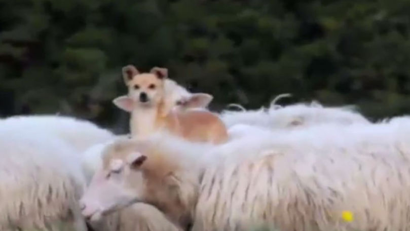 Metoda inedită prin care un câine a ales să supravegheze o turmă de oi