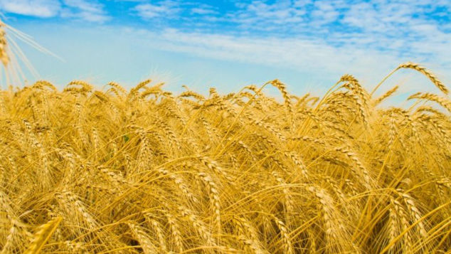 În Transnistria a fost încheiată recoltarea cerealelor din prima grupă
