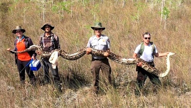 Piton gigantic, capturat în Florida. Șarpele are peste 5 metri lungime
