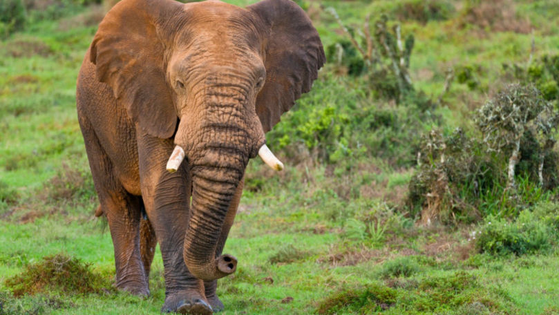 Un turist a fost ucis de un elefant în timpul unui safari într-un parc din Uganda
