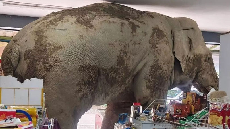 Un elefant uriaș a intrat într-un magazin, în Thailanda