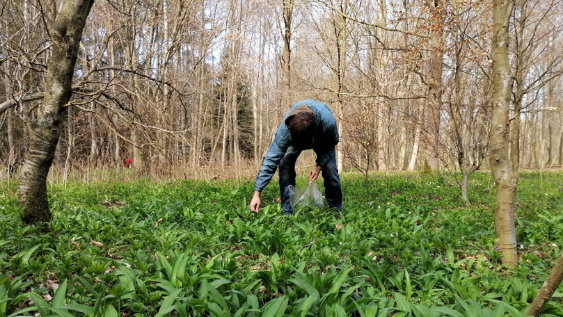 На севере Германии хотят установить камеры в лесу против сборщиков черемши.