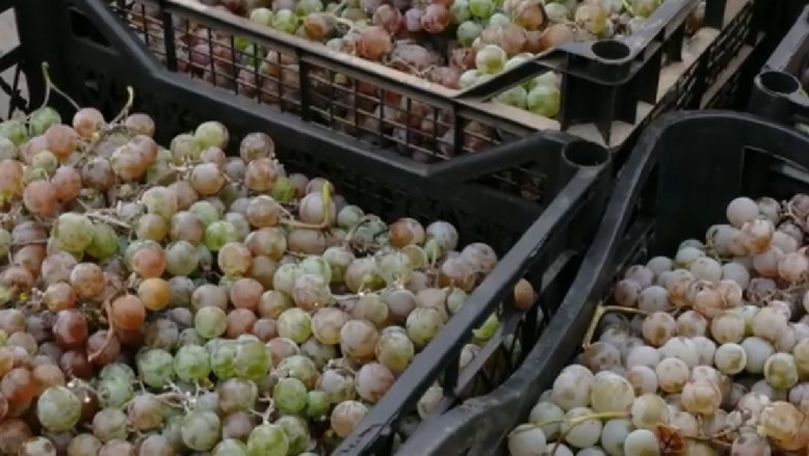 Ce soiuri de poamă sunt mai întrebate în Moldova