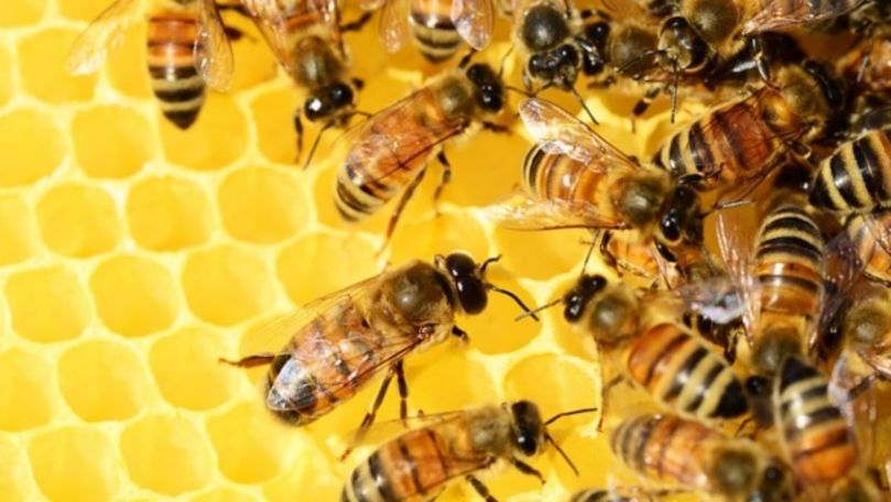 Colonii de albine au murit în masă, în Rusia. Ce spun oamenii de știință