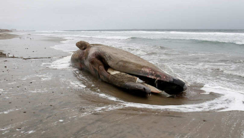 Balenă, cu stomacul plin de plastic, descoperită pe o plajă din Sicilia