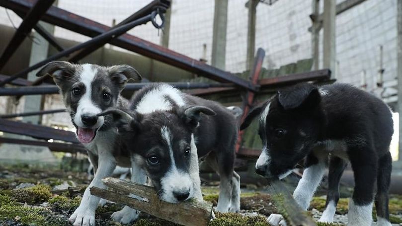 Amintiri de la Cernobîl: Copacii erau roșii, animalele lăcrimau cu sânge