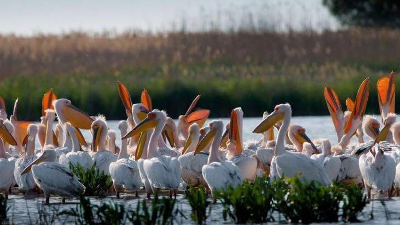 Sute de pelicani au fost filmați pe un lac din sudul Moldovei