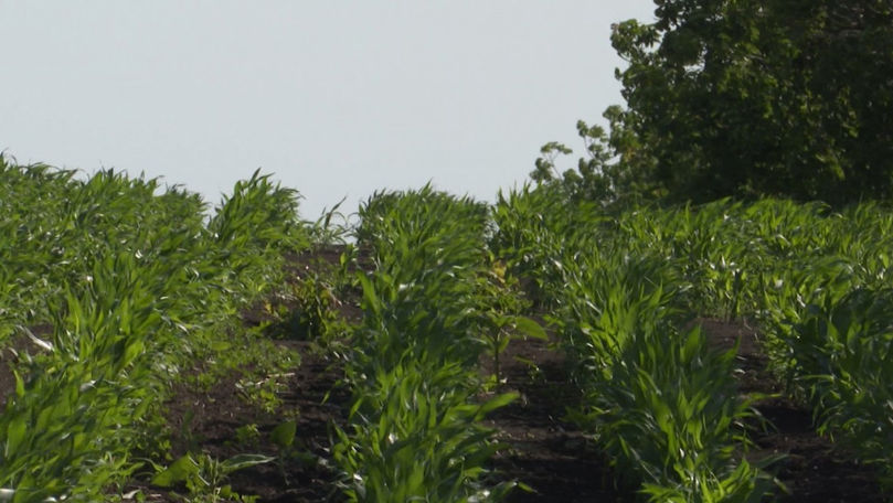 O alternativă la porumb: Tot mai mulți agricultori cultivă sorg