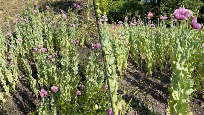 Sute de plante de mac, depistate în gospodăria unui bărbat din Colonița