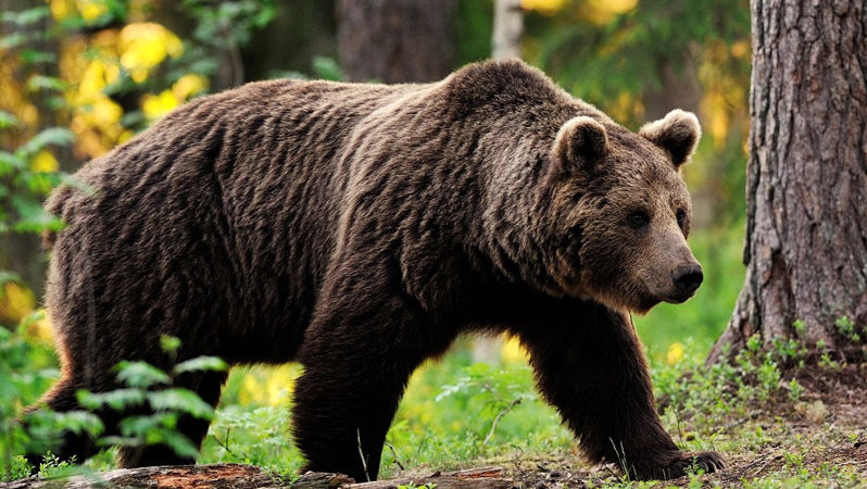 Întâlnire între un pădurar și un urs uriaș într-o pădure din România