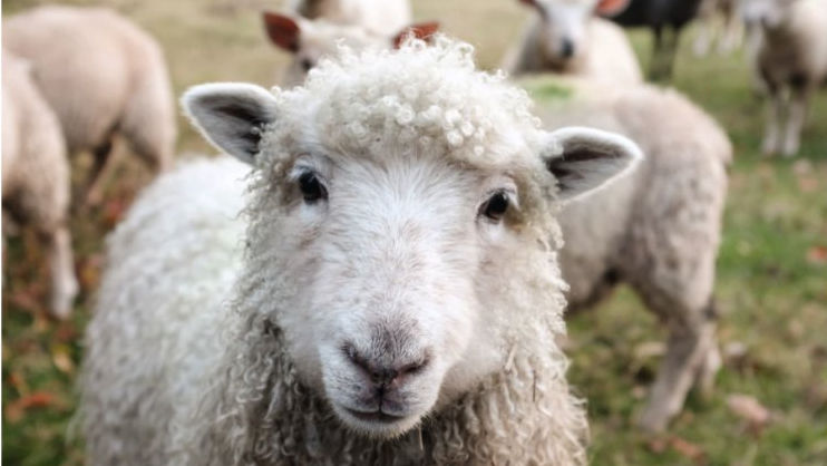 Crescătorii de animale mai au 12 zile pentru a solicita subvenții