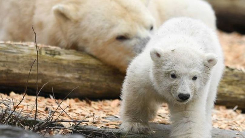 Doi ursuleți polari topesc inimile vizitatorilor unei grădini zoologice