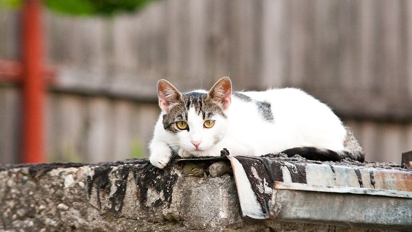 Cuști pentru animalele fără adăpost în curțile blocurilor din Chișinău