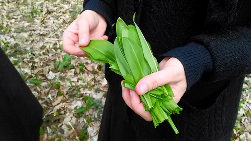 Pădurea de leurdă de lângă Mănăstirea Nucet: Aliment minune