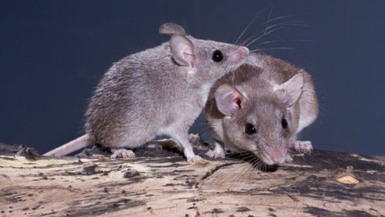Oamenii de știință au creat șoareci cu doi tați: Cum a fost posibil