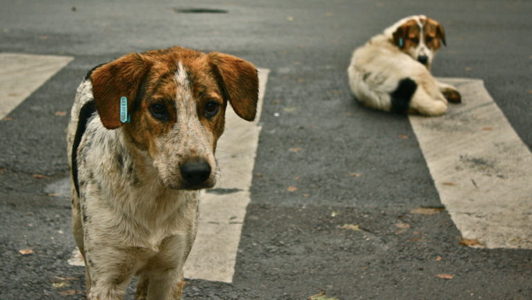 Un șofer a vrut să evite un câine, dar a intrat cu mașina în copac