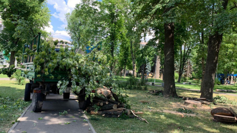 Spații Verzi defrișează copacii uscați de lângă școli și grădinițe