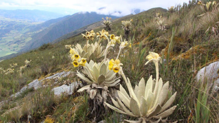 Botaniștii au găsit 33 de zone întunecate pe Pământ ce conțin mii de plante necunoscute.