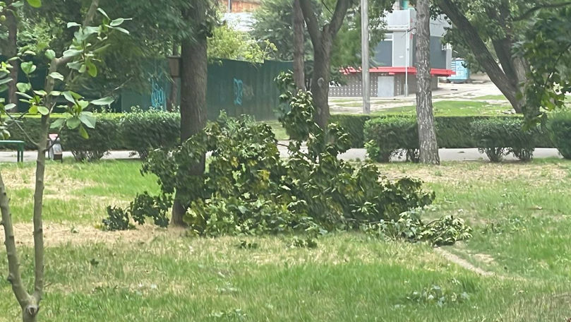 Vânt puternic la Bălți: Zeci de copaci, doborâți