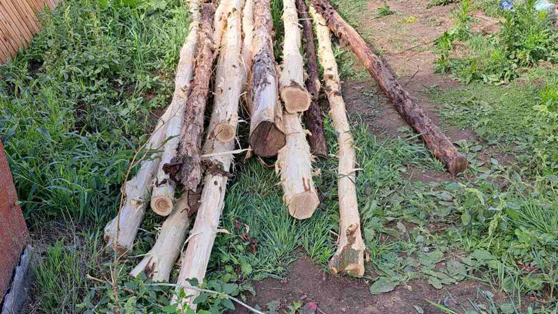 Copaci de salcâm, tăiați ilegal la Anenii Noi: Amenda primită de făptaș