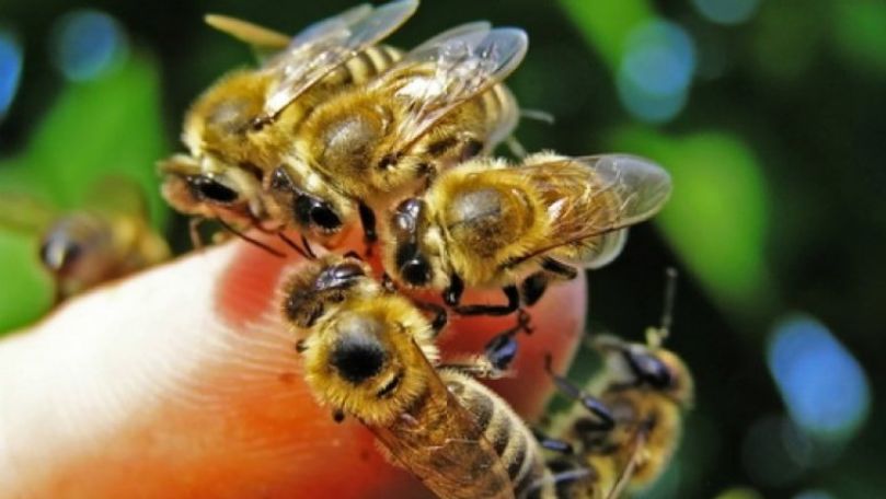 Imaginea zilei: Un apicultor din India a stabilit un nou record mondial