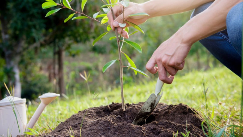Primăria orașului Chișinău a dat start Campaniei de plantare a arborilor