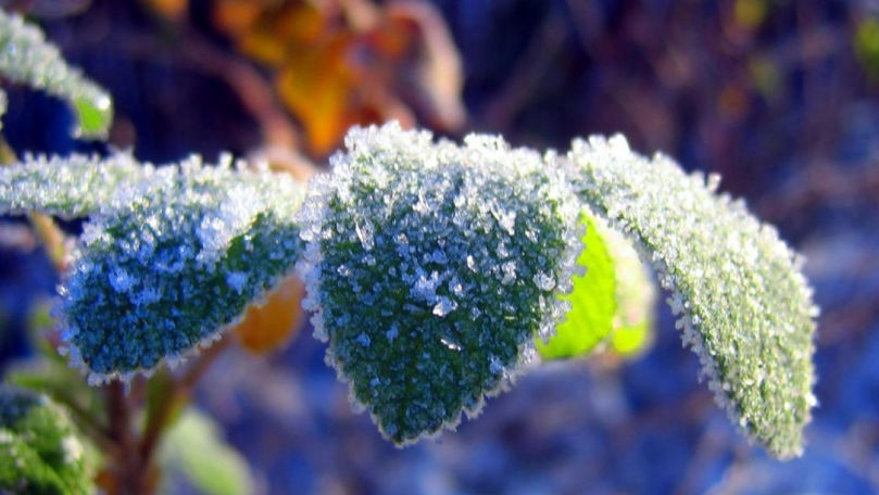 В Молдове объявлено метеорологическое предупреждение в связи с заморозками.