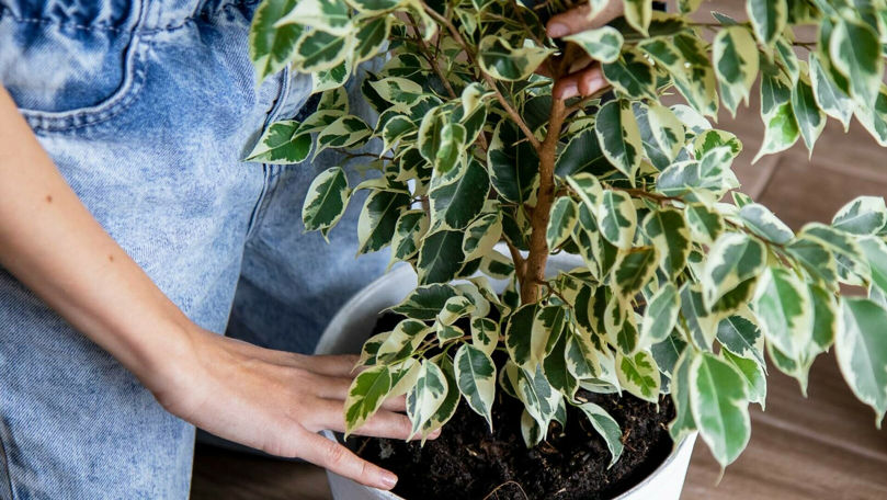 Ficus benjamina sau smochin plângător. Ce trebuie să știi despre plantă