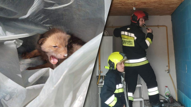 Un gest emoționant în Ursoaia: Un pui de vulpe a fost salvat de pompieri