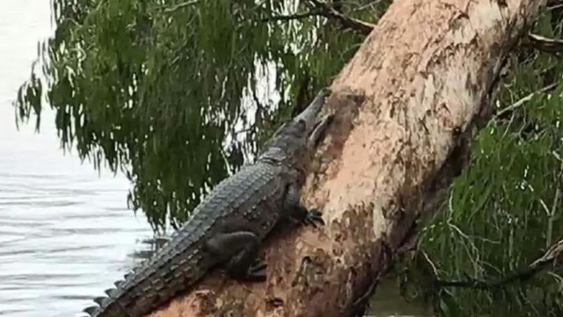 Crocodili, pe străzile din Australia, după ce a plouat 7 zile la rând
