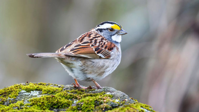 Biologii explică de ce o specie de vrăbiuțe are patru sexe