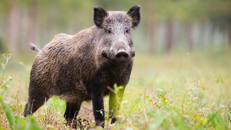 Sute de mistreți vor fi împușcați: Crește riscul de pestă porcină