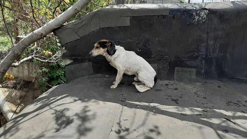 Câine, salvat de pompieri după ce a stat pe un acoperiș o săptămână