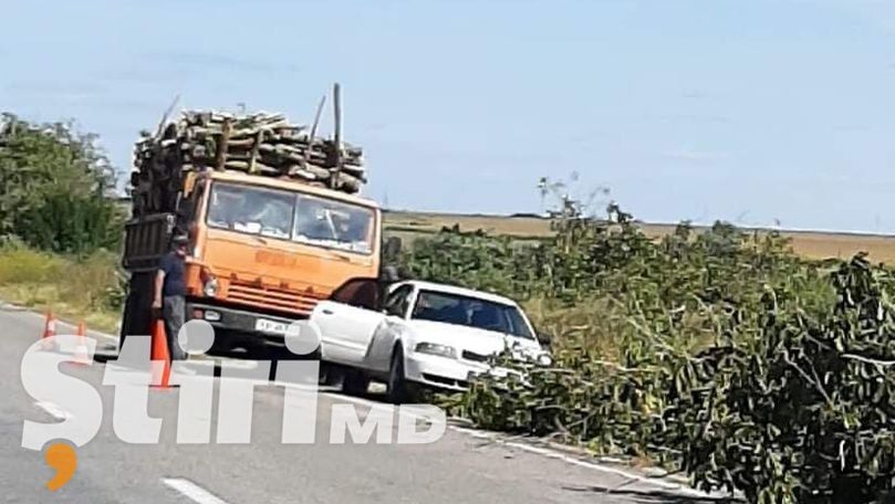 Dezastru filmat pe drum. Alertă: Copaci tăiați ilegal la Hâncești