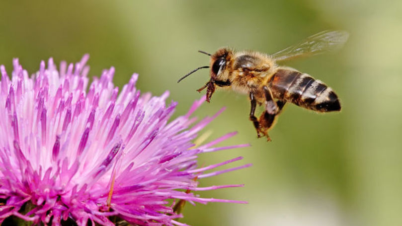 Fermierii sunt rugați să nu utilizeze pesticide în perioada polenizării