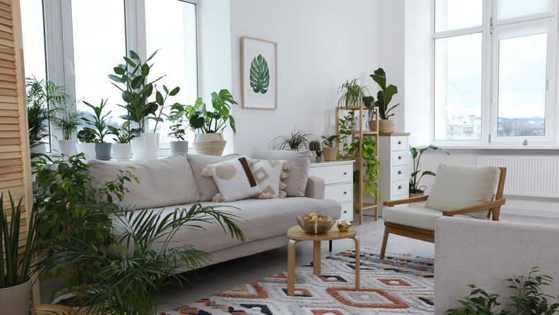Plantele de apartament care rezistă la temperaturi scăzute