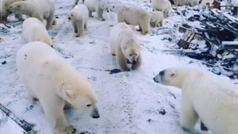 Rușii trimit armata să apere un oraş invadat de urşii polari înfometaţi