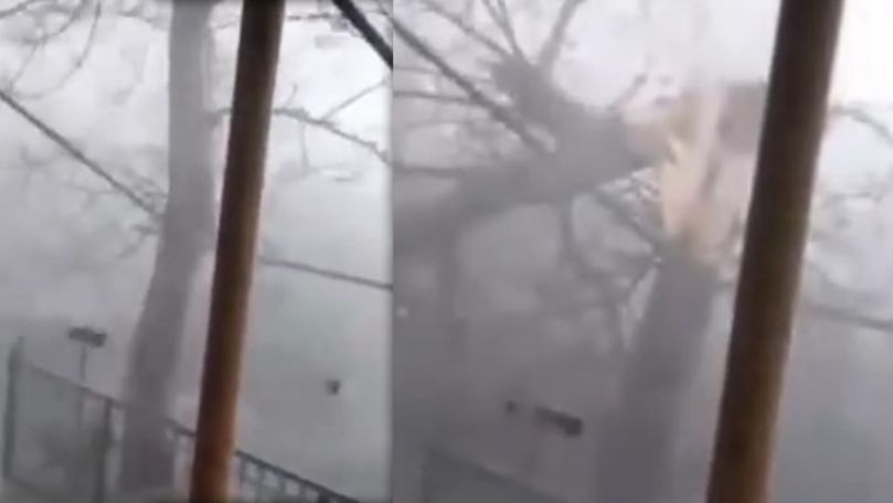 Furtună filmată de Paște la Glodeni: Un copac, doborât de vânt și ploaie