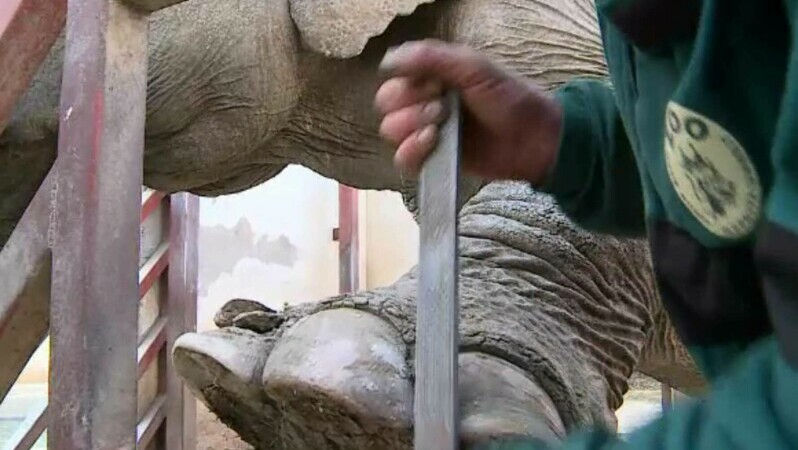 Pedichiură pentru elefanți, la o grădină zoologică din România