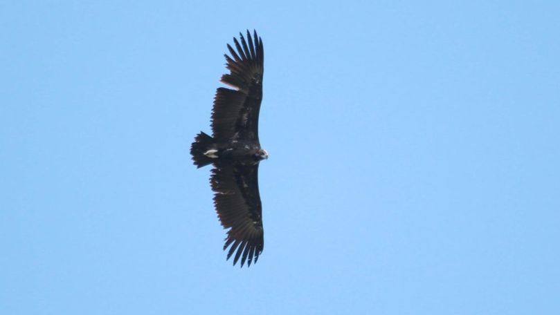 Păsări rare, văzute în Moldova. Specialiștii explică de unde au apărut