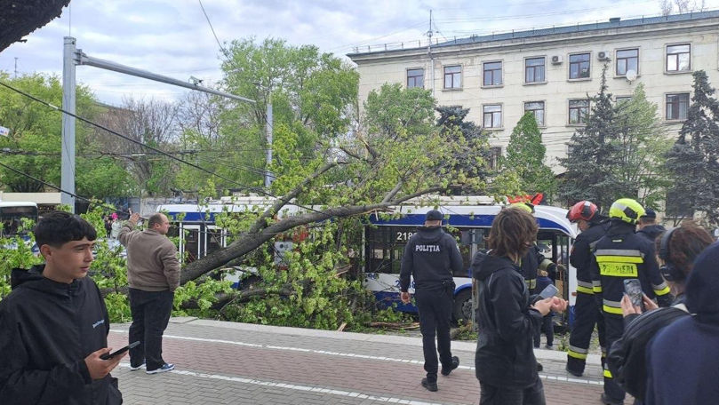 В центре Кишинёва дерево упало на троллейбус.