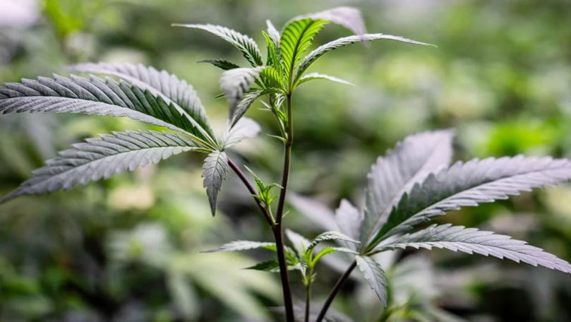 Fetiță de trei ani drogată cu marijuana, adusă la spital. Ce a spus mama
